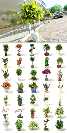 64款3D室内植物花草